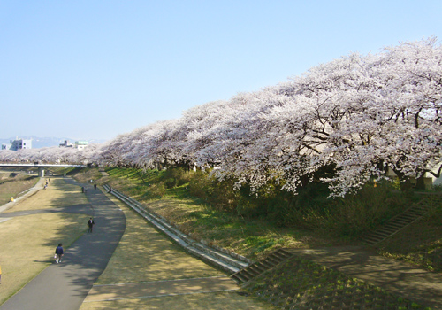 There is a magnificent cherry blossom street along the banks of the Asuwagawa River, which runs behind AZ INN FUKUI. The street is 2.2km long and has been selected among “Japan’s Top 100 Cherry Blossom Spots”. The trees are lit up at night so visitors can enjoy the beautiful sight during the day and also in the evenings. There are special stay plans during the cherry blossom season as well as for guests planning to visit during this time of the year.